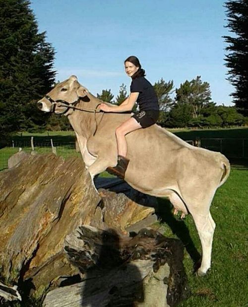 В Новой Зеландии девочка превратила корову в лошадь 