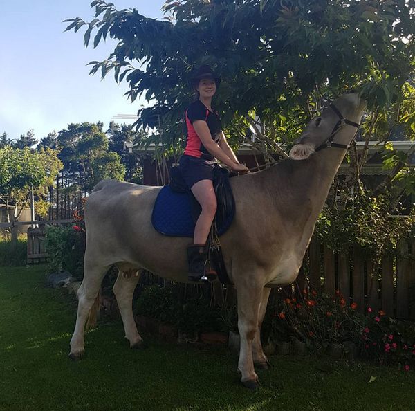 В Новой Зеландии девочка превратила корову в лошадь 