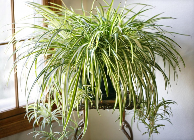 9 комнатных растений, которые отлично чистят воздух