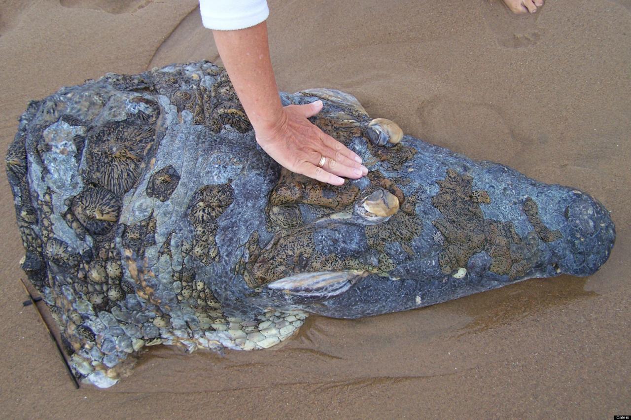 Огромная акула отгрызла голову трехметровому крокодилу 