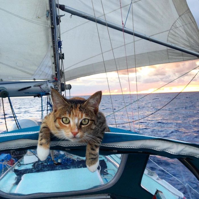 Американка путешествует на лодке с кошкой 