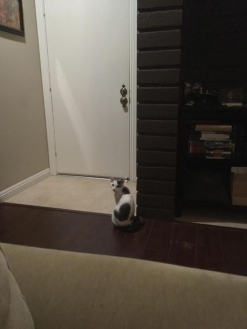 Кот терпеливо ждет своего хозяина