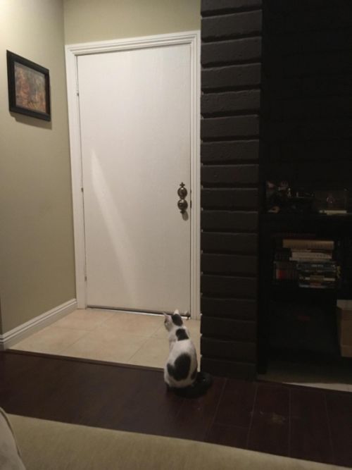 Кот терпеливо ждет своего хозяина