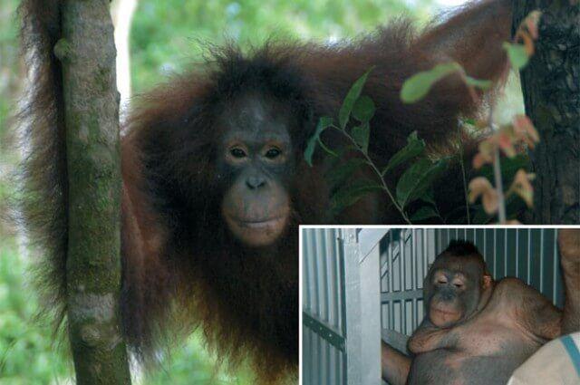 Рабочие в Борнео брили самку орангутана и использовали как секс-рабыню