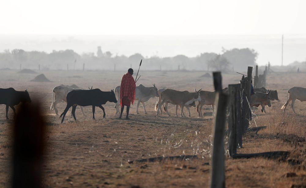 Засуха в Кении