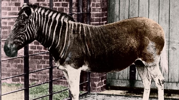 9 вымерших животных, которых хотят снова вернуть к жизни