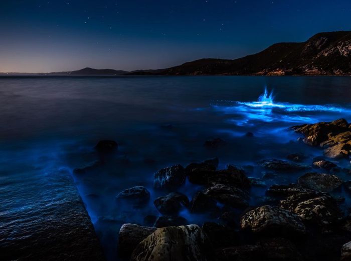 Биолюминесцентные морские водоросли у берегов Тасмании