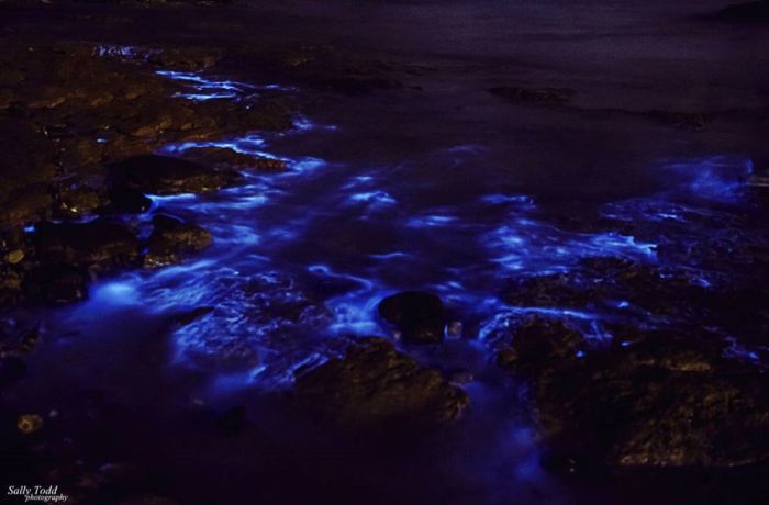 Биолюминесцентные морские водоросли у берегов Тасмании