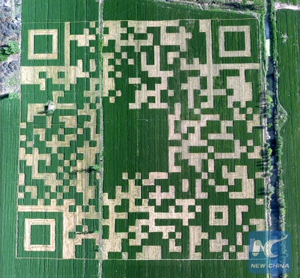 Китайский фермер вырастил овощи участками в форме своего QR-кода из WeChat и попал в книгу рекордов Гиннесcа.