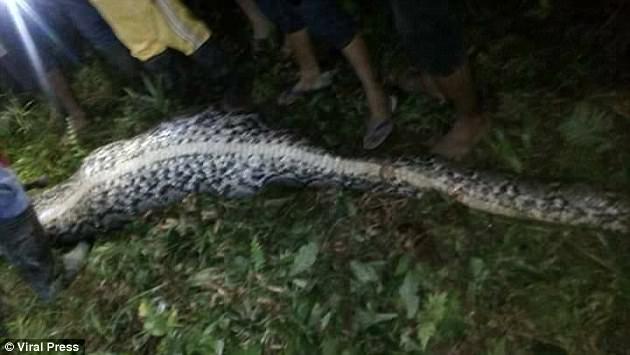 В Индонезии гигантский питон полностью проглотил мужчину