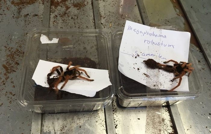 В Австралию под видом обуви прислали коробку с ядовитыми змеями, скорпионами и пауками