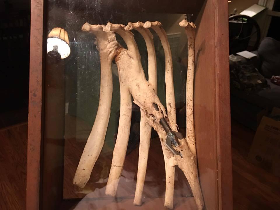 Олень превратил стрелу охотника из штата Юта в дополнительное ребро