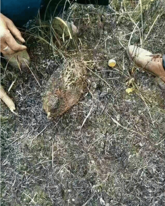 Куропатка до последнего защищала свои яйца от лесного пожара