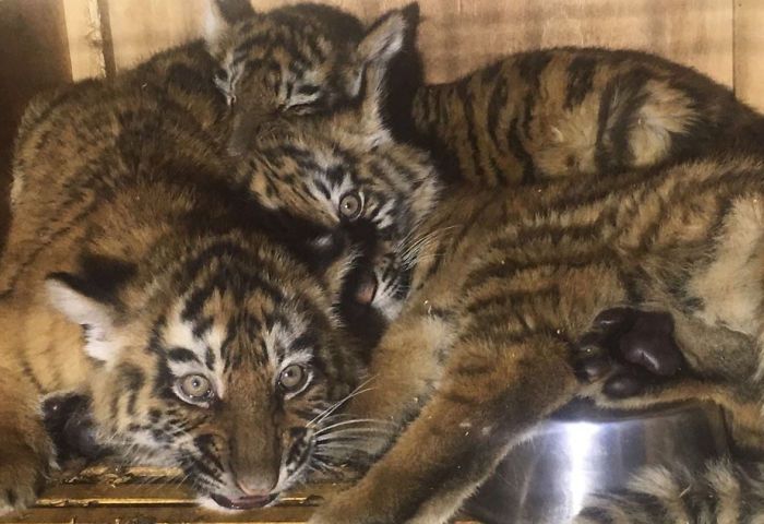 В аэропорту Бейрута внутри ящика обнаружили трех сибирских тигрят 