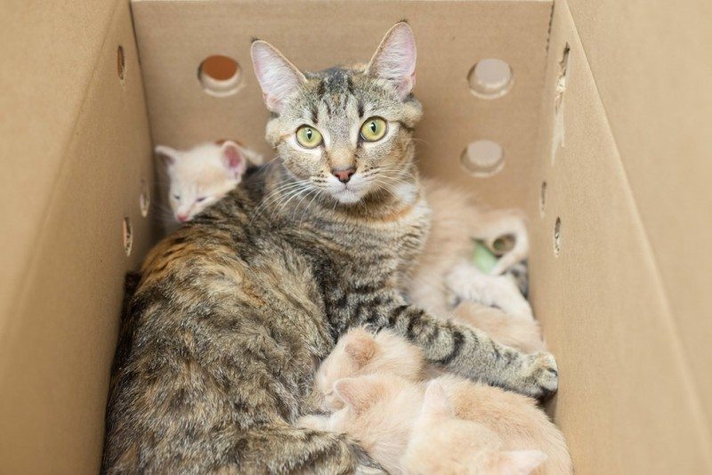 Полосатая "мать-героиня" взяла под опеку 14 котят
