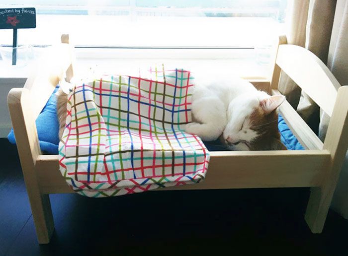 IKEA подарила приюту для животных кроватки для кошек