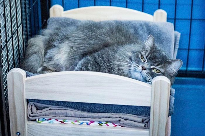 IKEA подарила приюту для животных кроватки для кошек