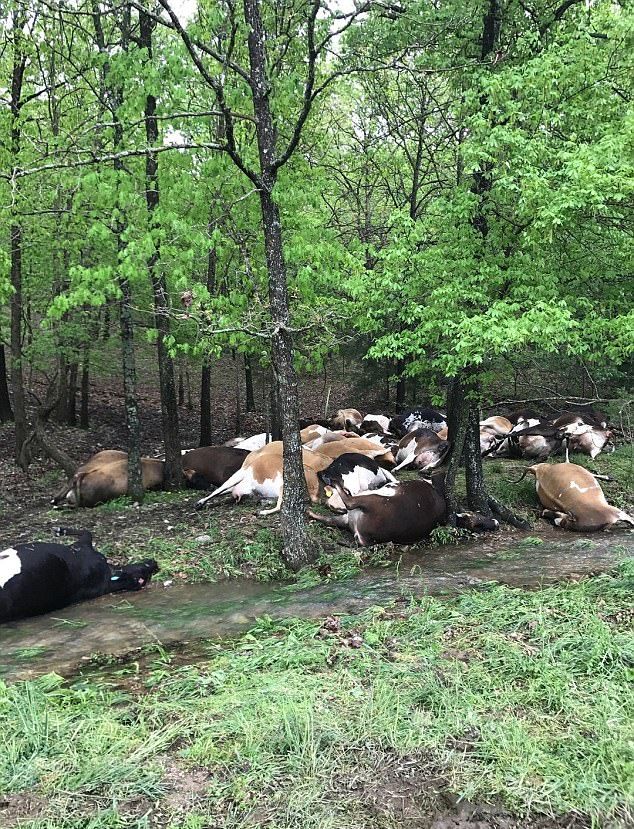 Молния шарахнула сразу 32 коровы