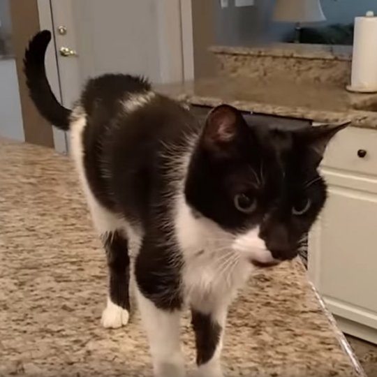 Кот Джек с самым низким в мире «Мяу» взорвал сеть