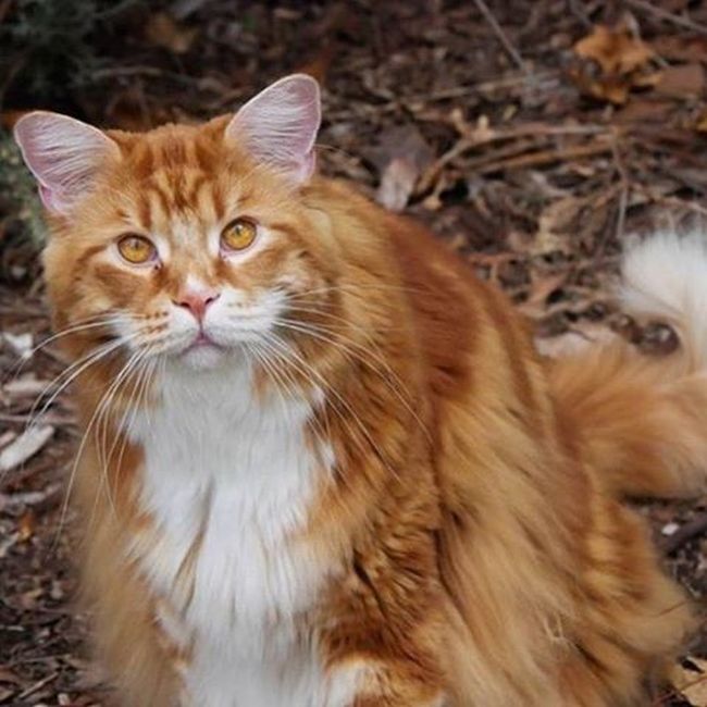 120-сантиметровый кот породы мейн-кун может попасть в «Книгу рекордов Гиннеса»