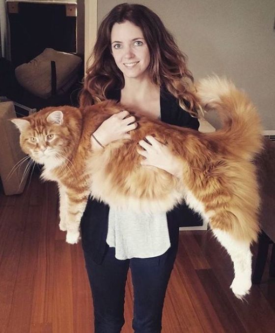 120-сантиметровый кот породы мейн-кун может попасть в «Книгу рекордов Гиннеса»