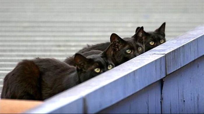 Коты, выглядывающие из своих укрытий