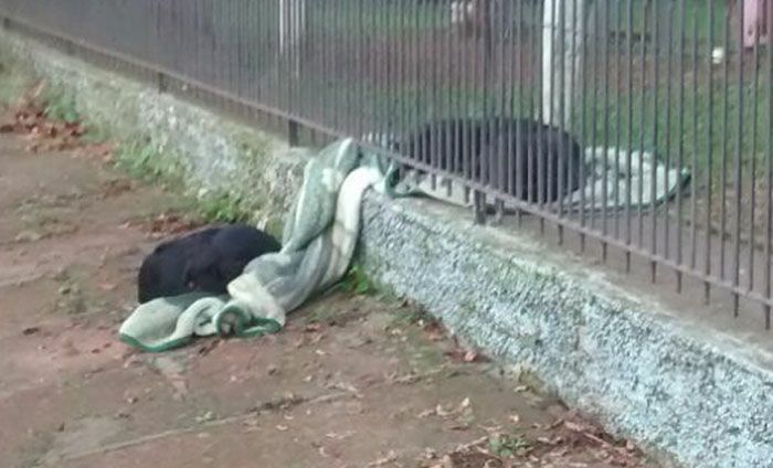 Бывшая бездомная собака стала помогать другой бездомной собаке