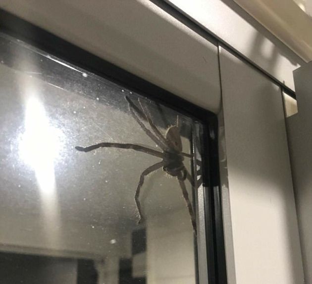Огромный паук испортил ужин австралийской пары
