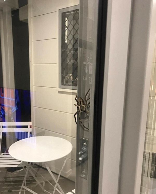 Огромный паук испортил ужин австралийской пары