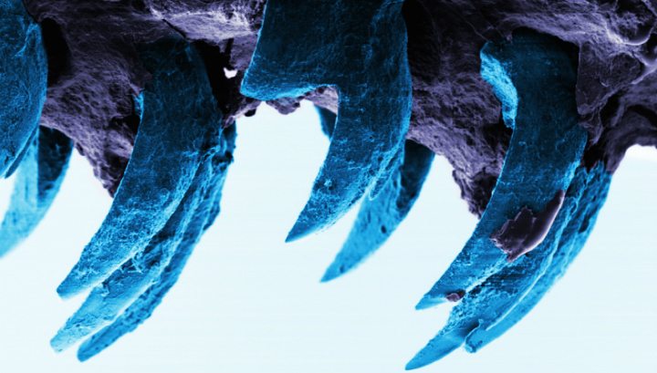 Самый прочный биологический материал обнаружили в зубах морских улиток