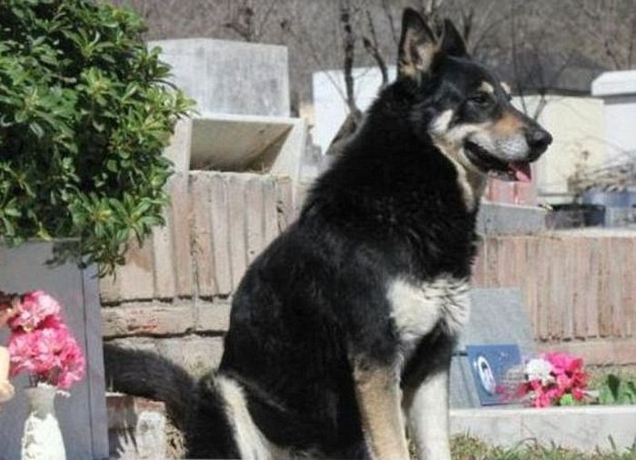 Собака 11 лет живет на могиле хозяина