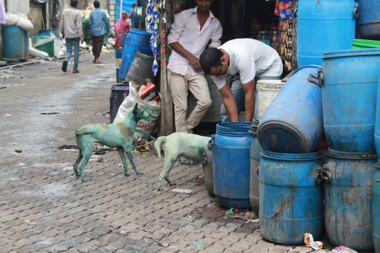 Приключения голубых щенков в Индии