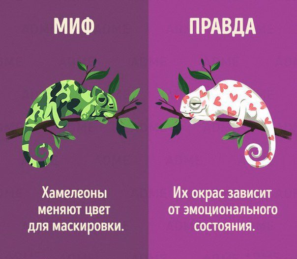 Мифы и правда о животных 