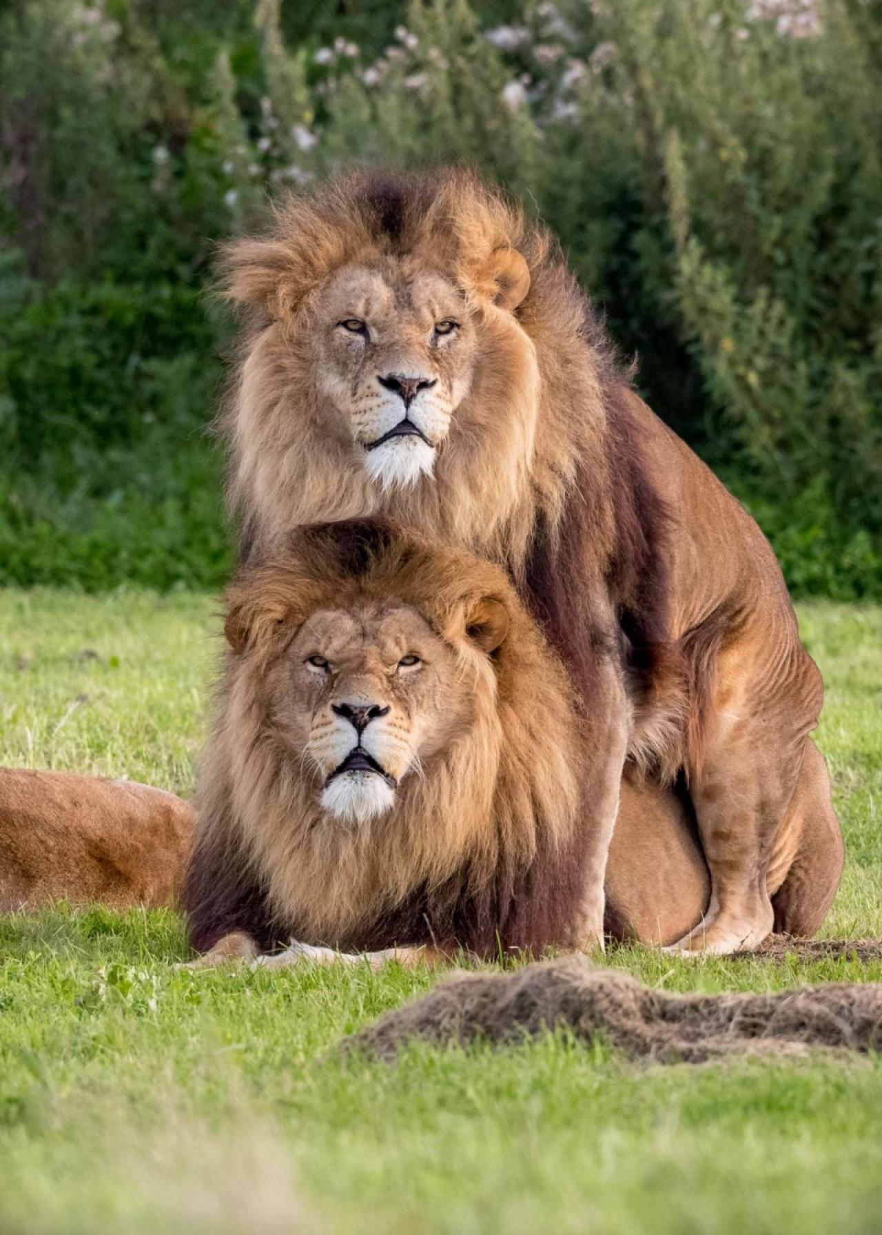 Львы-геи в британском зоопарке