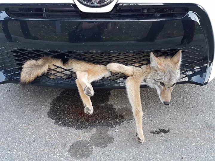 Сбитый койот полдня катался в бампере автомобиля