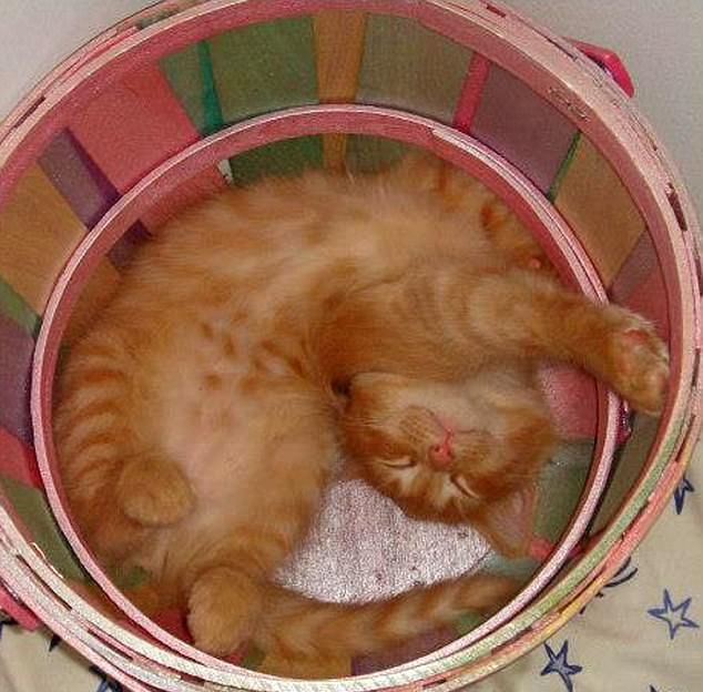 Неотъемлемый талант котов - спать в самых неудобных местах
