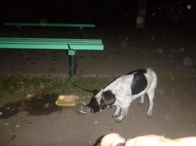 Собака с необычным письмом была привязана к скамейке в парке 
