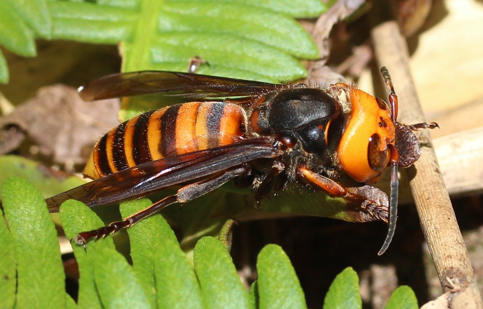 8 самых опасных для человека насекомых планеты