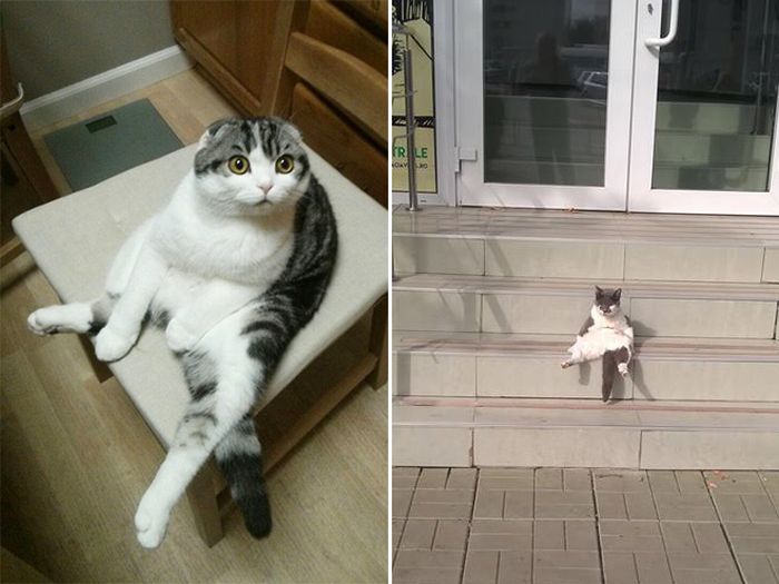 Коты, которые забыли, как нужно правильно сидеть