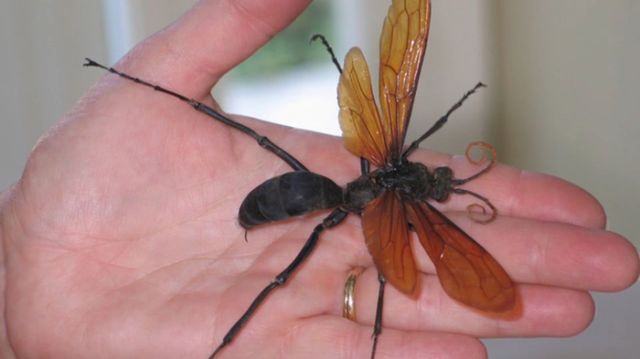 «Тарантуловые ястребы» - самые крупные осы в мире