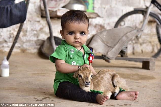 В Индии мальчик и его брат-олень пьют молоко из одной груди