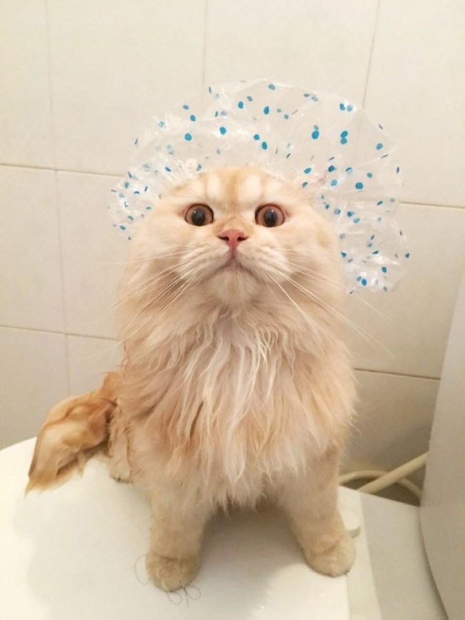 Кот, любящий принимать душ