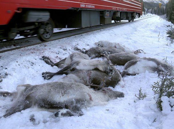 В Норвегии поезда сбили 106 оленей за 4 дня
