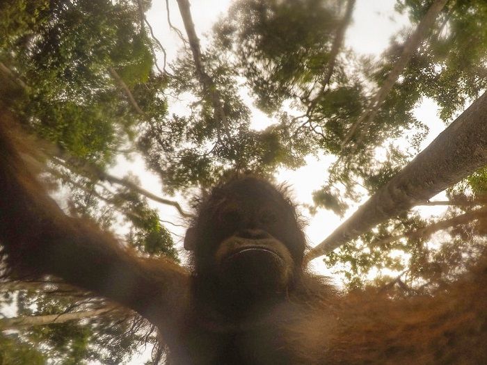 Орангутан нашел камеру и устроил фотосессию