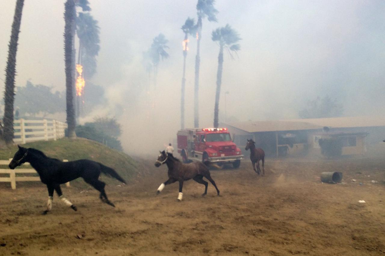 29 элитных скакунов сгорели на пожаре в Южной Калифорнии