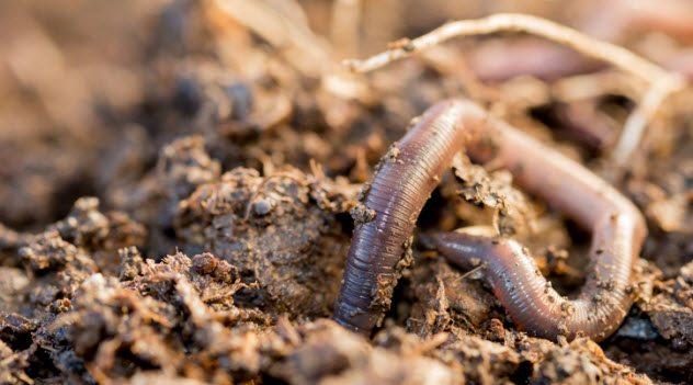 10 червей, которых используют люди