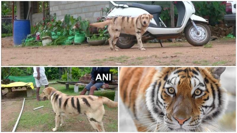 Индийский фермер покрасил своего лабрадора "под тигра", чтобы отпугнуть обезьян