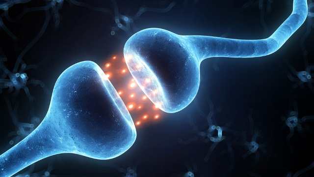 Нейробиологи обнаружили в мозге выключатель сознания