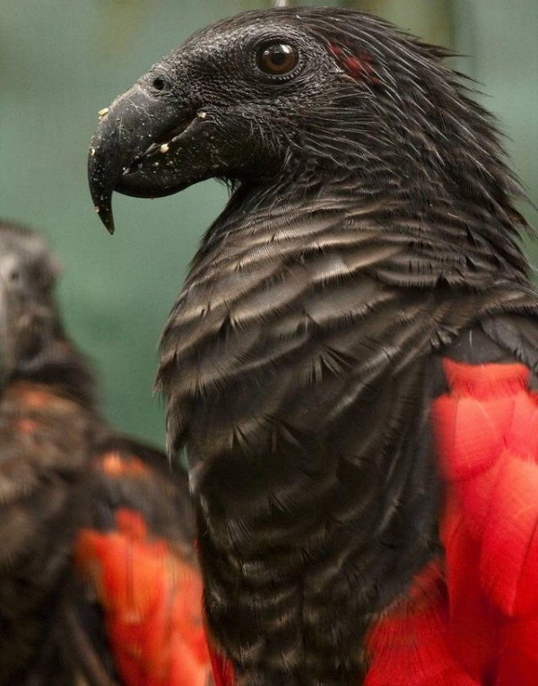 Пернатый граф Дракула - самый мрачный и зловещий попугай из Папуа-Новой Гвинеи