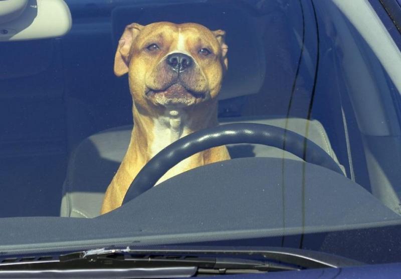 В США полицейские гонялись за мужчиной, который "учил свою собаку водить авто"